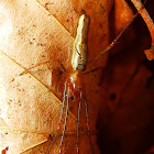 Long-jawed Orb-weaver spider