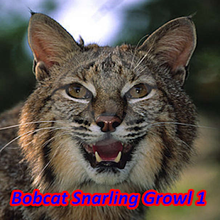 How to install Bobcat Sounds 1.0 unlimited apk for bluestacks