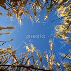 Standing Wheat Stalks by Laxman Godade - Nature Up Close Gardens & Produce