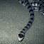 sea snake