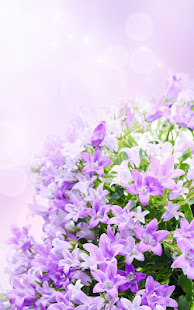 紫丁香花卉動態壁紙(圖2)-速報App