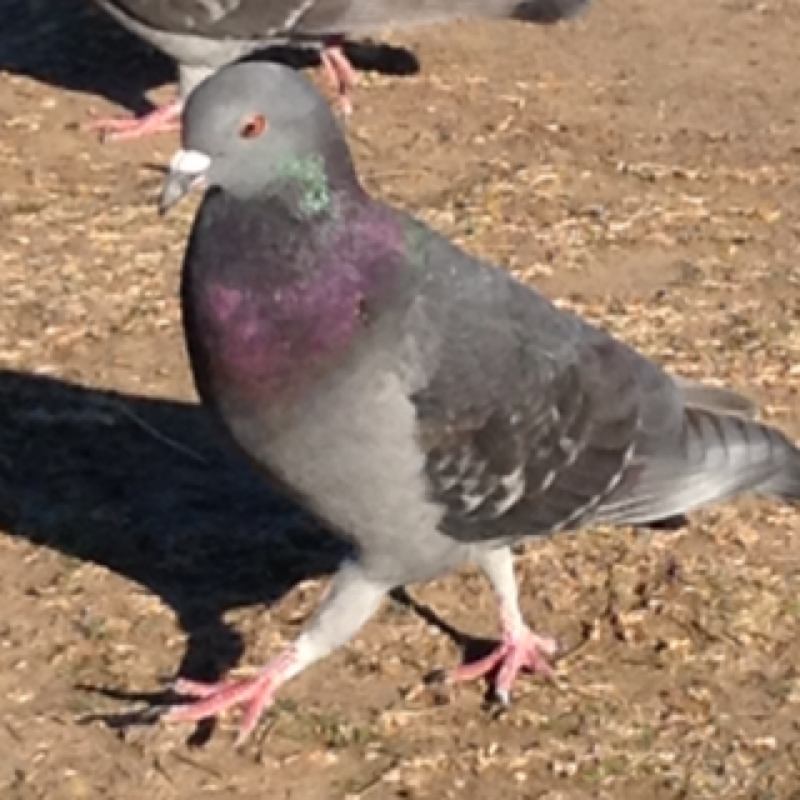 Rock Dove aka Pigeon