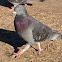 Rock Dove aka Pigeon