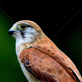 by RJ Photographics - Novices Only Wildlife