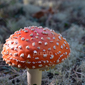 by Vida Jankaitiene - Nature Up Close Mushrooms & Fungi