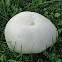 Giant puffball fungus