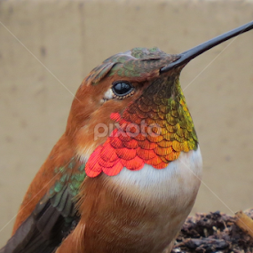 Hummingbird-Greenhouse visitor by Janet Gilmour-Baker - Animals Birds