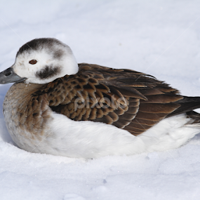 Long-tailed Duck by Robert Huebner - Animals Birds