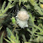 Green Lynx Spider Egg Sacs