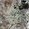 Fishbone Beard Lichen