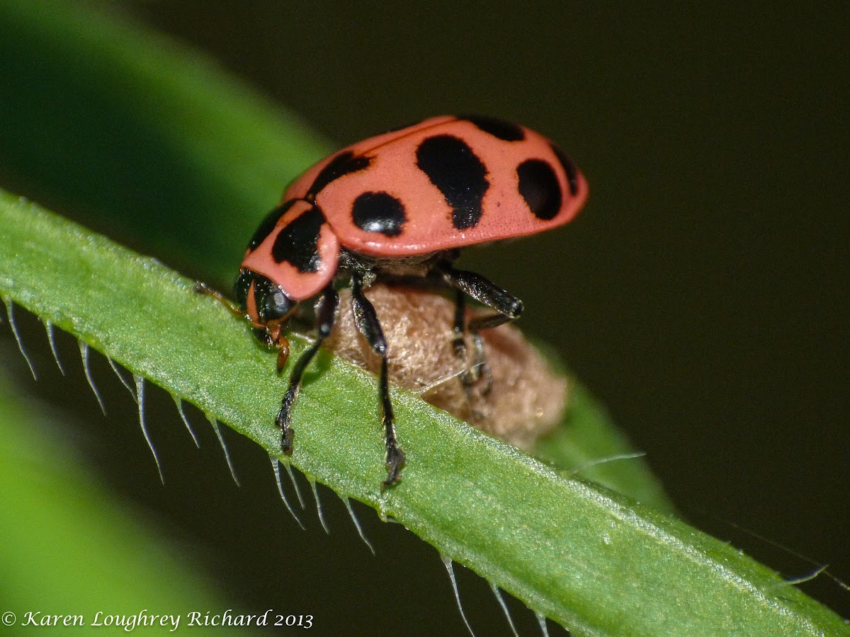 "Zombie" pink-spotted lady beetle guarding parasitic wasp cocoon