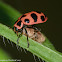"Zombie" pink-spotted lady beetle guarding parasitic wasp cocoon