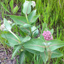 Showy milkweed