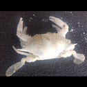 white ghost crab