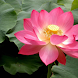 Beautiful Flowers Wallpaper 3