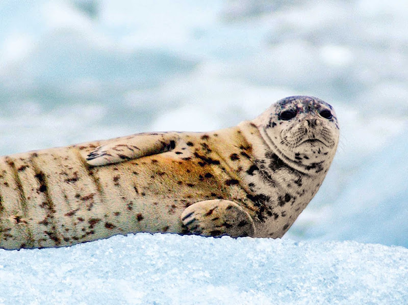 During your Princess Cruises sailing to Alaska, you'll have the chance to see a diverse range of Alaskan wildlife, including the harbor seal.