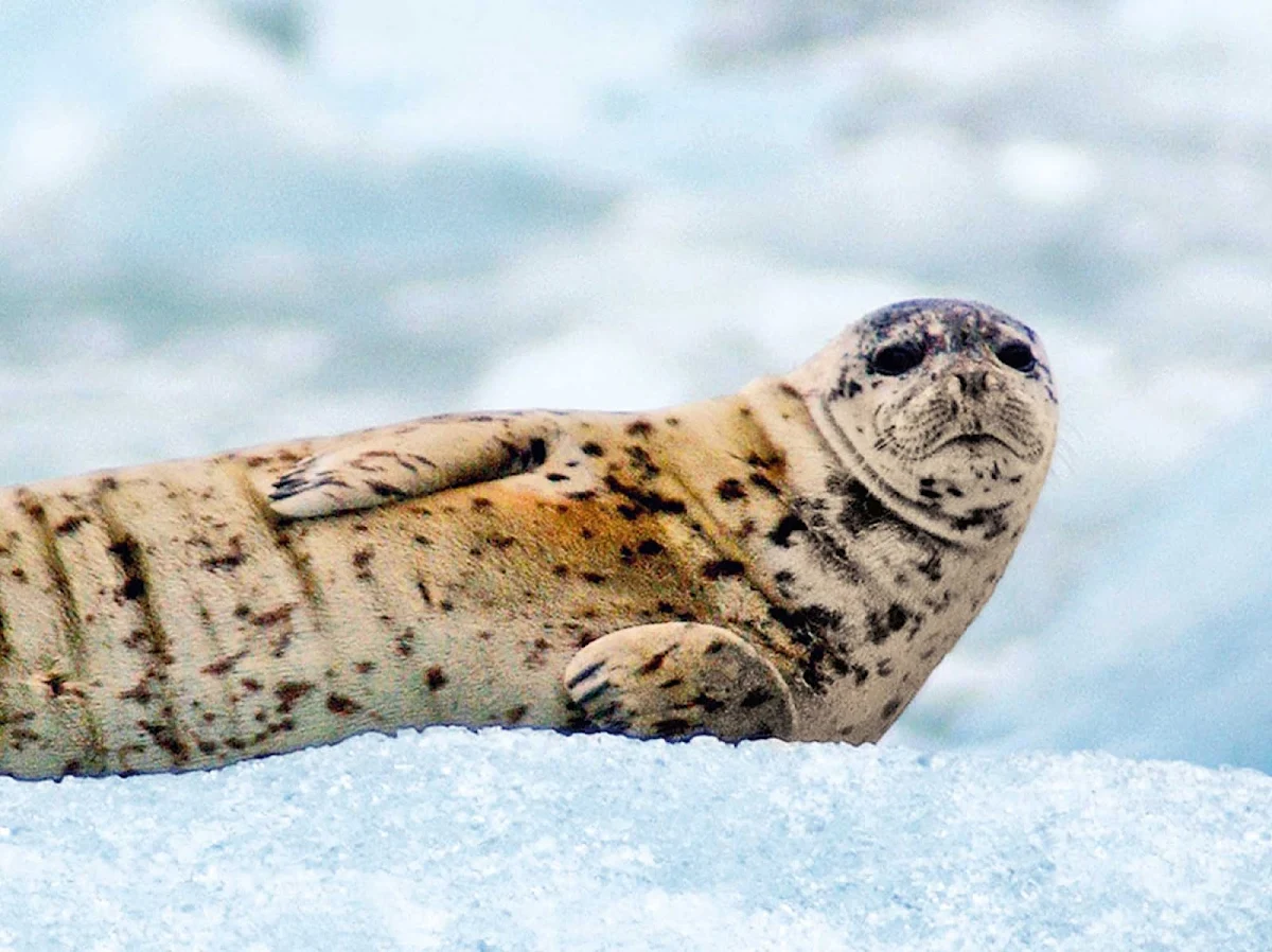 Harbor-seal-Alaska - During your Princess Cruises sailing to Alaska, you'll have the chance to see a diverse range of Alaskan wildlife, including the harbor seal.  