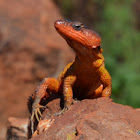 Common Crag Lizard