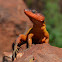Common Crag Lizard