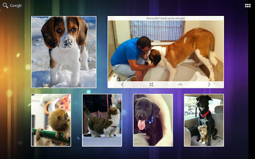 aww: reddit pictures widget(圖4)-速報App