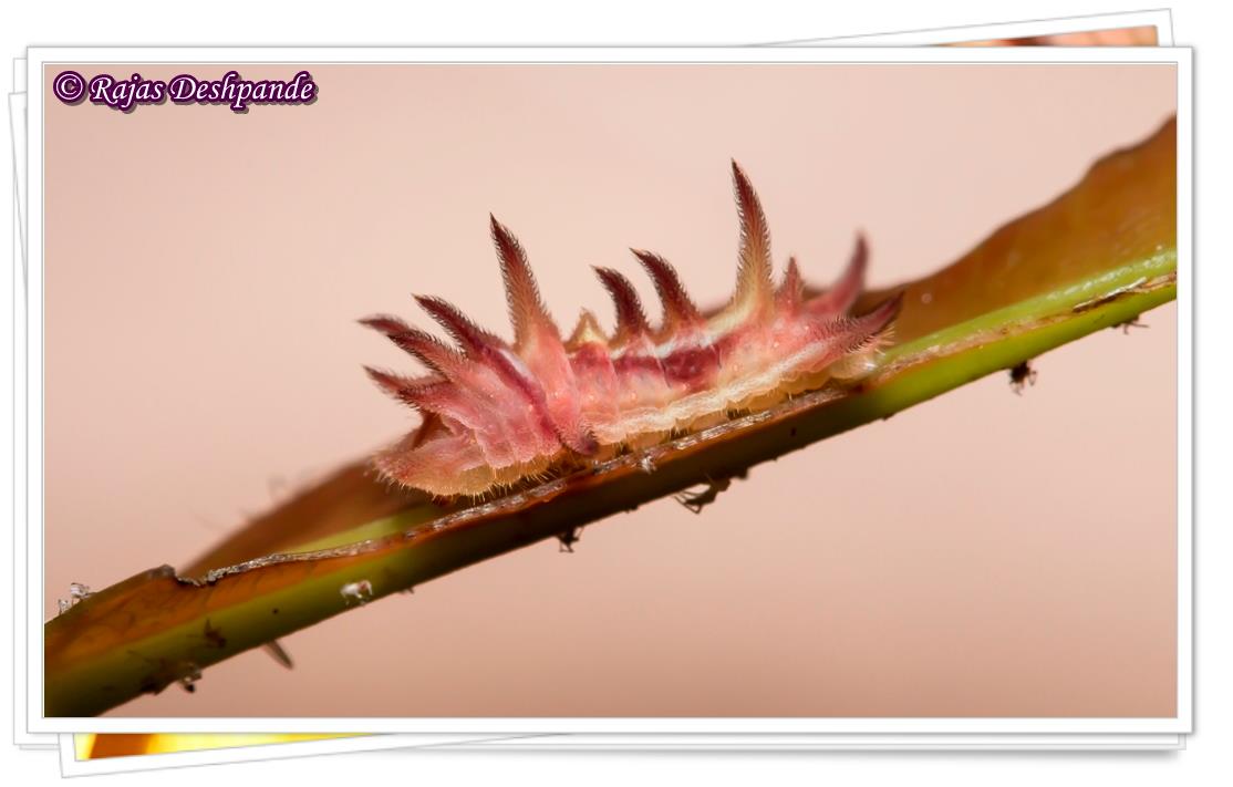 Monkey Puzzle Caterpillar