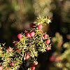 Juniperus /Jeneverbes