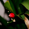 Bush lily fruit