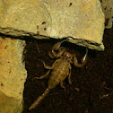 Flinders ranges scorpion