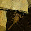 Flinders ranges scorpion