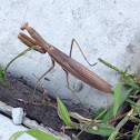 Praying mantis