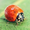 Blood-Red Ladybird Beetle