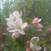 Semi dwarf Fuji Apple blossoms