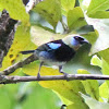 Golden hooded tanager