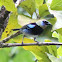Golden hooded tanager