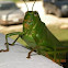 Big Green Grasshopper