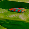 Candy-Striped Leafhopper