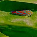 Candy-Striped Leafhopper