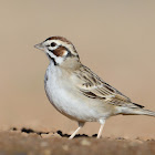 lark sparrow