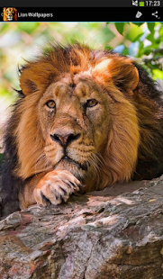 Lion Wallpapers(圖3)-速報App