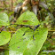 Pelecinidae wasp, female