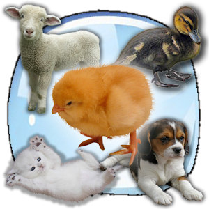 Baby Animals Sound Quiz! 1.5