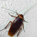 American cockroach