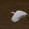 Garcilla bueyera (Cattle Egret)