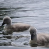 Mute Swan (Cygnets)