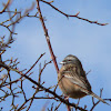 Rock Bunting