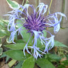 Perennial Cornflower