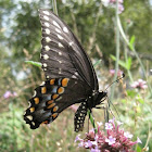 Black Swallowtail, female