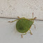 Stink Bug Nymph