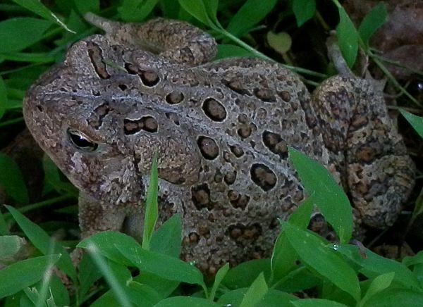 Fowler's Toad | Project Noah