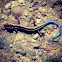 Western Skink